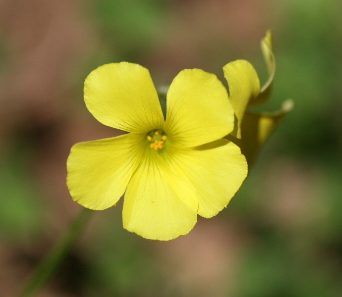 pianta da identificare e domande - Oxalis pes-caprae